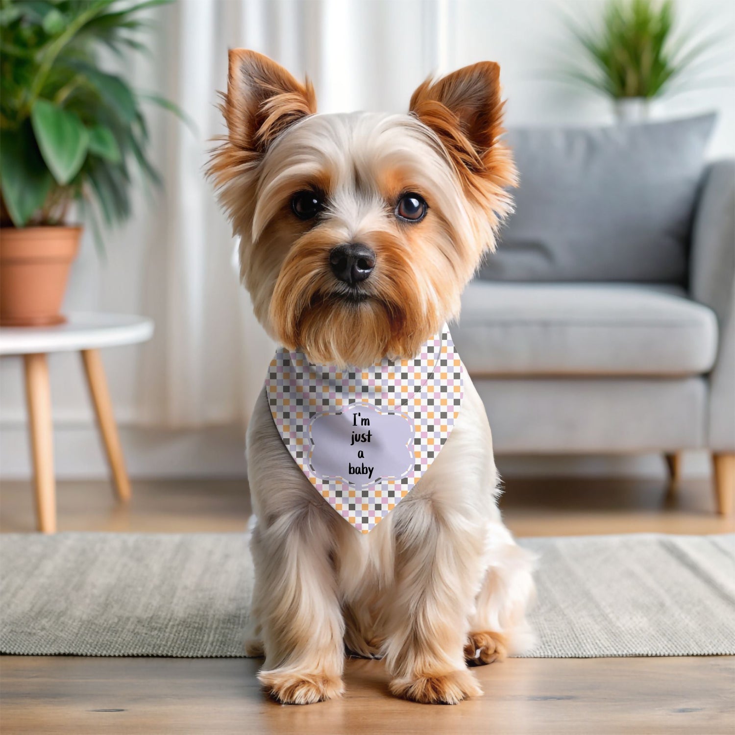 Pet Accessories